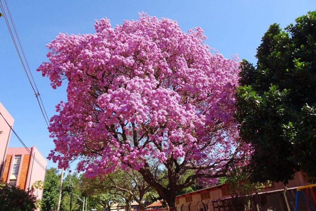 DMA – Florada de ipê-roxo – Prefeitura Universitária