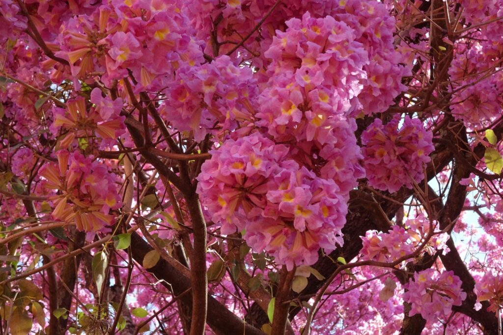 DMA – Florada de ipê-roxo – Prefeitura Universitária